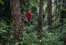 Photo of Здоровье и благополучие жителей Земли во многом зависят от состояния лесов