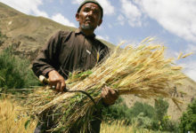 Photo of Afghanistan: World Bank provides $150 million lifeline to stem rural hunger 