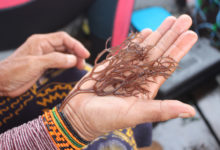 Photo of ФАО помогает живущему у моря народу гуна освоить новые навыки – выращивать водоросли
