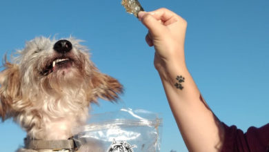 Photo of Zero waste: The Portuguese business turning leftover fish into dog treats