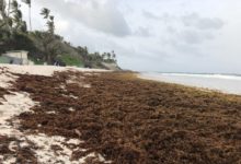Photo of First Person: The Barbadian entrepreneur turning sargassum into money