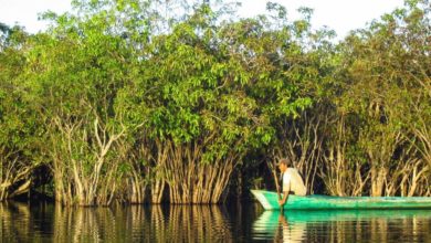Photo of ЮНЕСКО: три четверти мангровых лесов под угрозой
